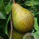 Pyrus c. 'Heerepeer' 8-10 HO wortelgoed