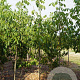 Juglans regia 'Proslavski' 10-12 HO container