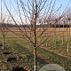 Prunus d. 'Opal' 10-12 HA wortelgoed
