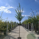 Prunus d. 'Reine Claude Verte' 8-10 HO container