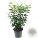 Prunus l. 'Angustifolia' 40-50 cm 3,0L