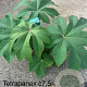 Tetrapanax papyrifer 'Rex' 40-50 cm C1.5