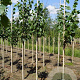Tilia europaea 'Pallida' 8-10 HO draadkluit