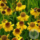 Helenium 'The Bishop' GM 2,0L