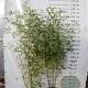 Fargesia angustissima 150-200 cm 15L