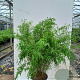 Fargesia Jiuzhaigou "Deep Purple" ® 150-175 cm 15L