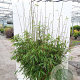 Fargesia robusta 'Pingwu' 150-175 cm 30L