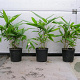 Indocalamus tessellatus 30-50 cm 2,0L