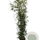 Phyllostachys aurea 125-150 cm 10L