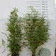 Phyllostachys aurea 125-150 cm 10L