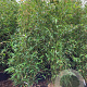 Phyllostachys aurea 200-250 cm 15L