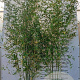 Phyllostachys aurea 250-300 cm 15L