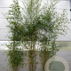Phyllostachys aurea 300-350 cm 15L