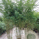 Phyllostachys aurea 300-350 cm 30L