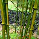 Phyllostachys aureosulcata 'Harbin Inversa' 400-450 cm cont. 160L