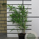 Phyllostachys aureos. 'Spectabilis' 40-50 cm 2,5L