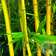 Phyllostachys aureos. 'Spectabilis' 500-550 cm 45L