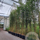 Phyllostachys aureos. 'Spectabilis' 400-450 cm cont. 70L