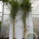 Phyllostachys aureos. 'Spectabilis' 400-500 cm 30L