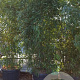 Phyllostachys bissetii 100-125 cm 10L struik getopt