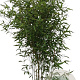 Phyllostachys bissetii 125-150 cm 10L