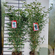 Phyllostachys bissetii 125-150 cm 10L