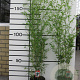 Phyllostachys bissetii 150-200 cm 10L