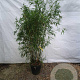 Phyllostachys bissetii 200-250 cm 15L