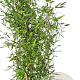 Phyllostachys bissetii 200-250 cm 15L