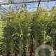 Phyllostachys bissetii 250-300 cm 15L
