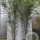 Phyllostachys bissetii 300-400 cm 15L