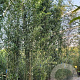 Phyllostachys bissetii 400-450 cm cont. 70L