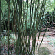 Phyllostachys parvifolia 50-100 cm 5,0L
