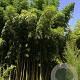 Phyllostachys vivax 'Mclure' 200-300 cm 30L