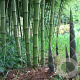 Phyllostachys atrovaginata 'Green Perfume' 60-80 cm 5,0L struik