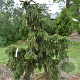 Picea a. 'Acrocona' 150-175 cm cont. 230L solitair