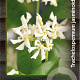 Trachelospermum jasminoides 150-175 cm 5,0L