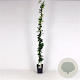 Trachelospermum jasminoides 150-175 cm 5,0L