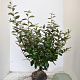 Elaeagnus ebbingei 80-100 cm met kluit