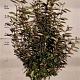 Elaeagnus ebbingei 80-100 cm met kluit