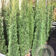 Cupressus sempervirens 300-350 cm 45L