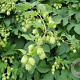 Humulus lupulus GM P9