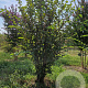 Cercis siliquastrum 250-300 cm draadkluit meerstammig 4 X verplant extra
