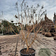 Heptacodium miconioides 175-200 cm draadkluit extra