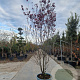 Prunus cer. 'Pissardii' 300-350 cm cont. 95L meerstammig