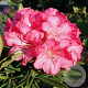Rhododendron (AK) 'Anneke' 40 cm 5,0L
