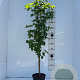Liquidambar styraciflua 125-150 cm 5,0L