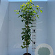 Liquidambar styraciflua 150-175 cm 5,0L
