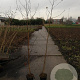 Liquidambar styraciflua 175-200 cm 5,0L