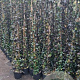 Trachelospermum jasminoides 150-175 cm 3,0L